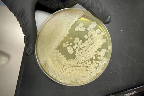 KFbacillus