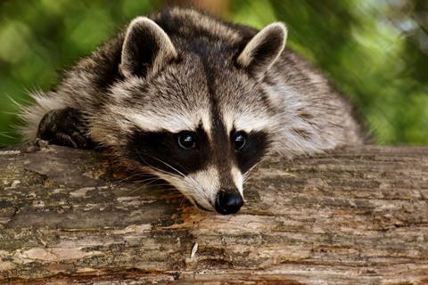 raccoon-3538081_1280