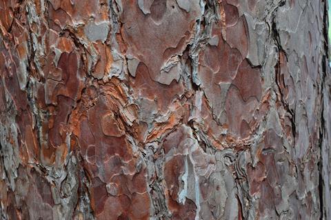 tree-bark-2492189_1280