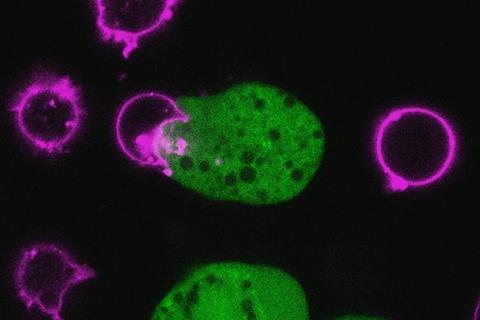 Low-Res_amoebic trogocytosis with T cells
