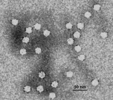 Canines_Parvovirus