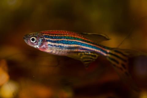 danio-rerio-4996610_1280