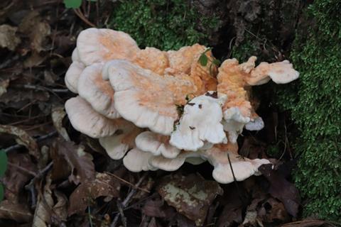 Laetiporus_cremeiporus_1