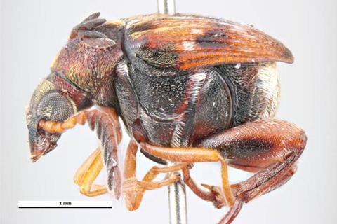 Callosobruchus_chinensis