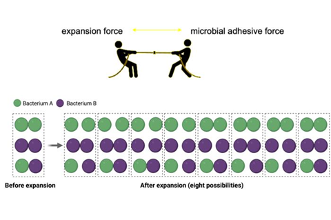 Low-Res_Functional expansion microscopy