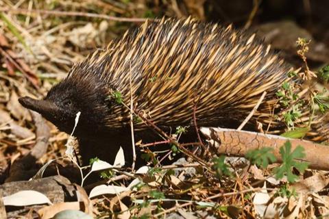 Low-Res_Echidna credit Ken Hurley-6