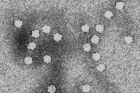 Canines_Parvovirus