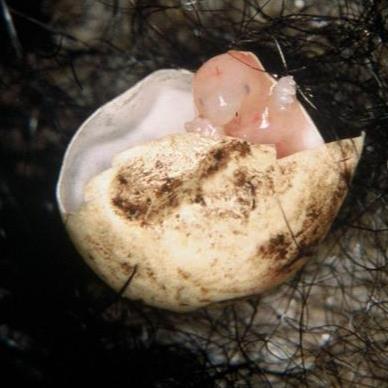 Low-Res_Echidna puggle credit Peggy Rismiller and Michael McKelvey