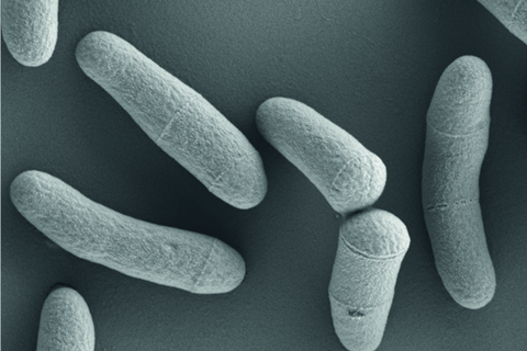 Corynebacterium_glutamicum_(VAAM)