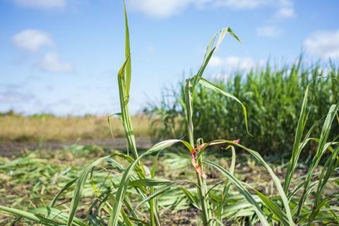 Low-Res_oilcane at energy farm.jpg