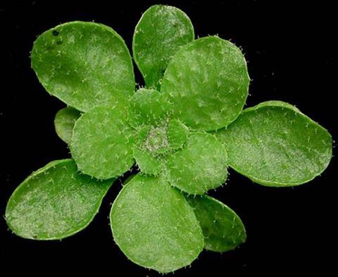 Arabidopsis_thaliana_rosette