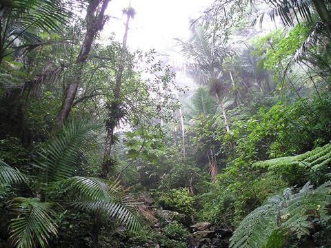 Rain_Forest_of_El_Yunque,_Puerto_Rico