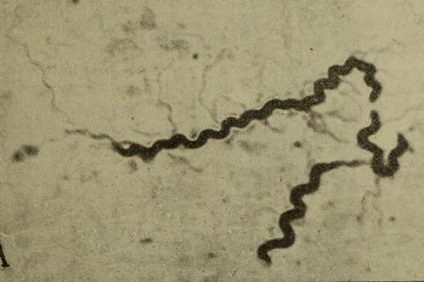 Comptes_rendus_des_sances_de_la_Socit_de_biologie_et_de_ses_filiales_(1906)_(20487000819)