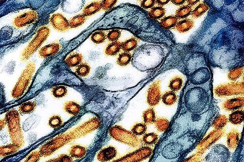 H5N1_avian_influenza (1)