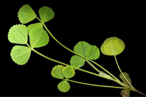 medicago