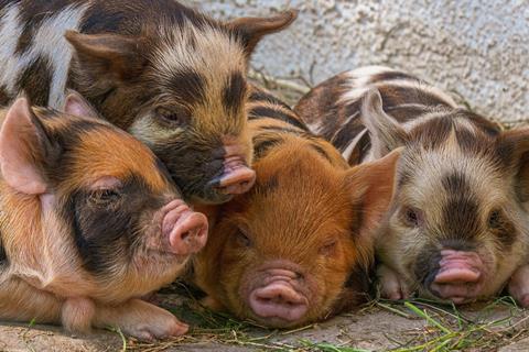 piglet-5240704_1280
