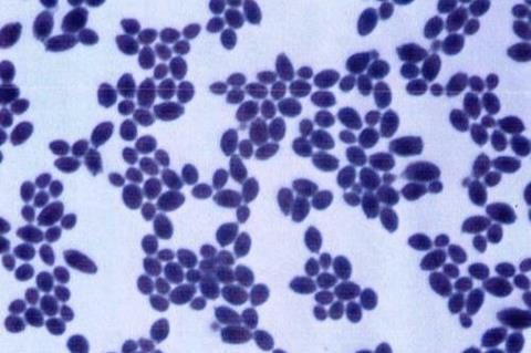 Saccharomyces_boulardii