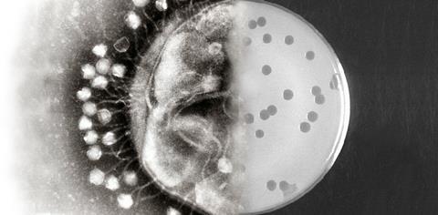 Bacteriophages_at_work
