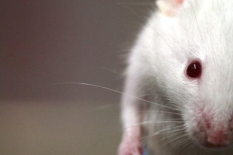 600px-Lab_mouse_mg_3135