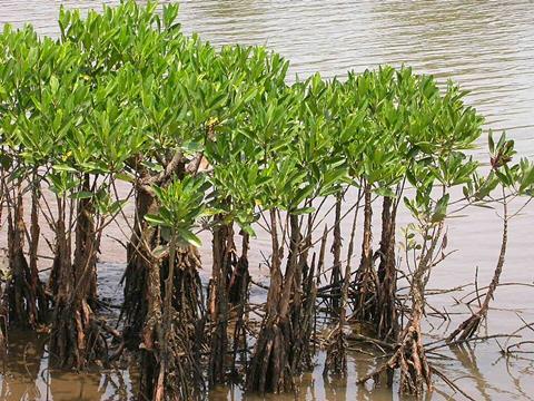 Mangroves_in_Kannur,_India