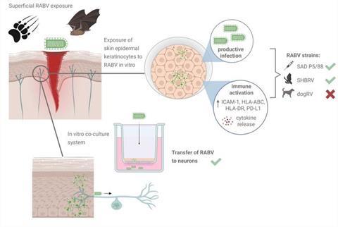 Low-Res_JID Kroh et al GA