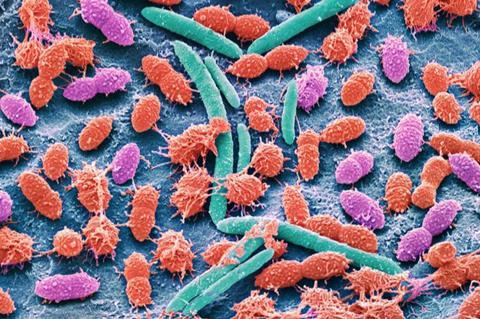 Low-Res_Faecal bacteria_c.Science Photo Library_Alamy Stock Photo_Editorial Enhanced