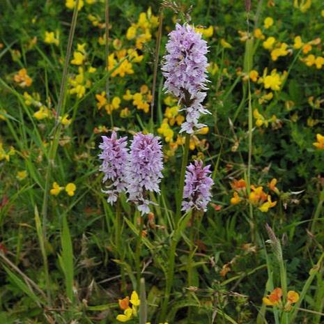 Low-Res_Common spotted orchid_2_John Haggar Hardy Orchid Society