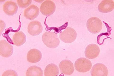 Trypanosoma_sp._PHIL_613_lores_(cropped)
