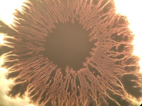 Beautiful_eye_shaped_Bacillus_subtilis_bacterial_growth_under_the_microscope_14