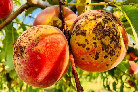 Low-Res_Bacteriophage HEADER FULL