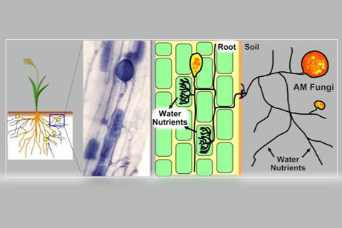 Mycorrhizal Fungi Diagram