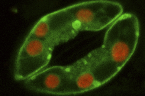 Plant_stoma_guard_cells (1)