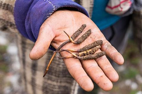 Yarsagumba_-_The_world's_most_Expensive_fungus