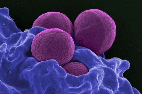 Low-Res_2024-07-staph-lubricants-micrograph