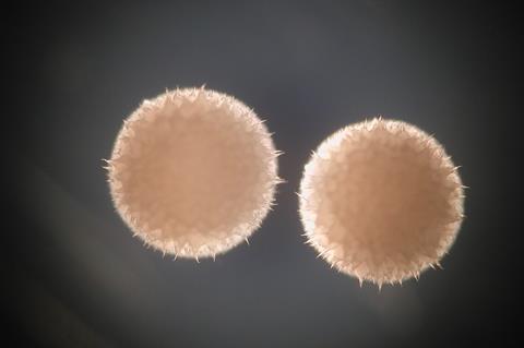 <i>Streptomyces hygroscopicus</i>