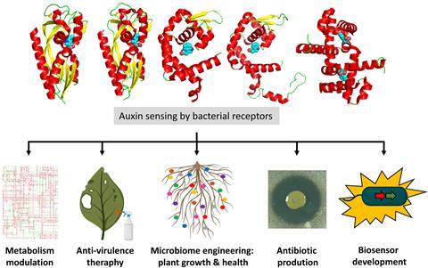 Graphical abstract