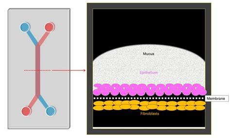 Low-Res_Cervix Chip Illustration