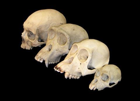 960px-Primate_skull_series_blank