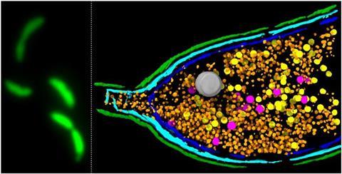 Low-Res_Press_figure_EJB