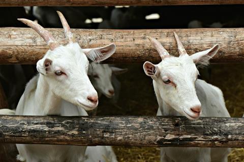 goat-4884605_1280