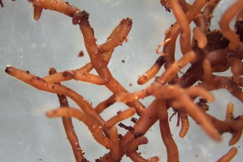 mycorrhiza-782466_1920