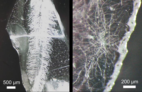 Glass structure of vasculature built from rye plant (left), and koji Aspergillus oryzae (right). Plants and hyphae-like cavities are formed inside the transparent glass chip.