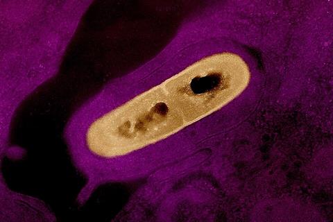Listeria_Bacterium_01