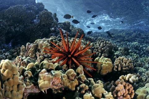 Low-Res_coral reef red urchin Credit Andre Seale