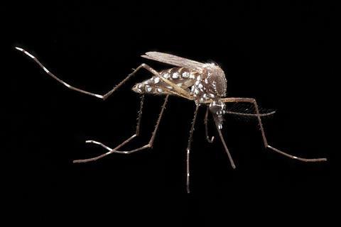 Aedes_aegypti_(14717750942)