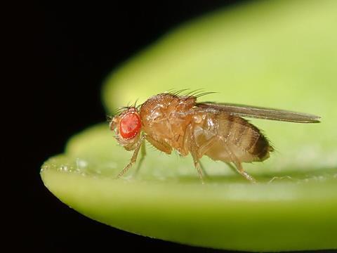 Drosophila_melanogaster_53362116
