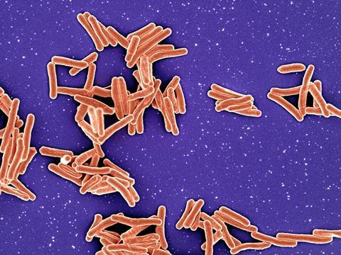 Mycobacterium_Tuberculosis_Bacteria