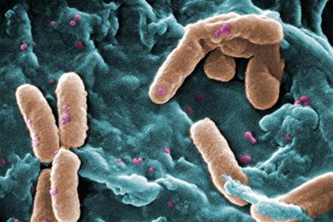 Pseudomonas
