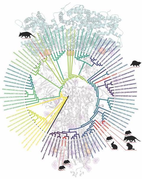 Low-Res_newCOVID wildlife variants figure