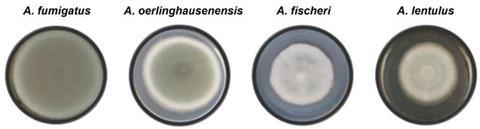 Low-Res_aspergillus